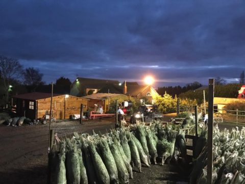 Christmas Tree Farm - Christmas Tree Farm