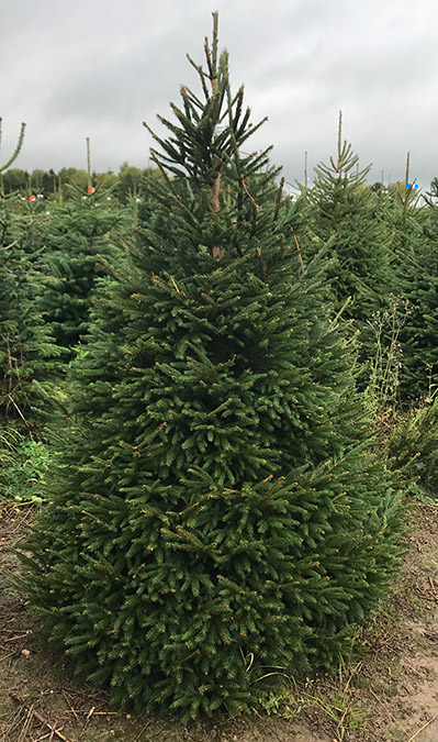 Spruce