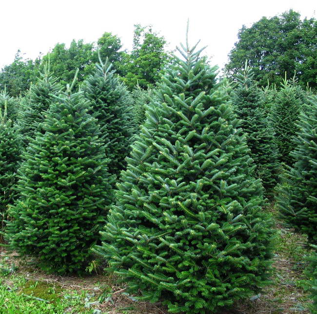 fraser_fir1