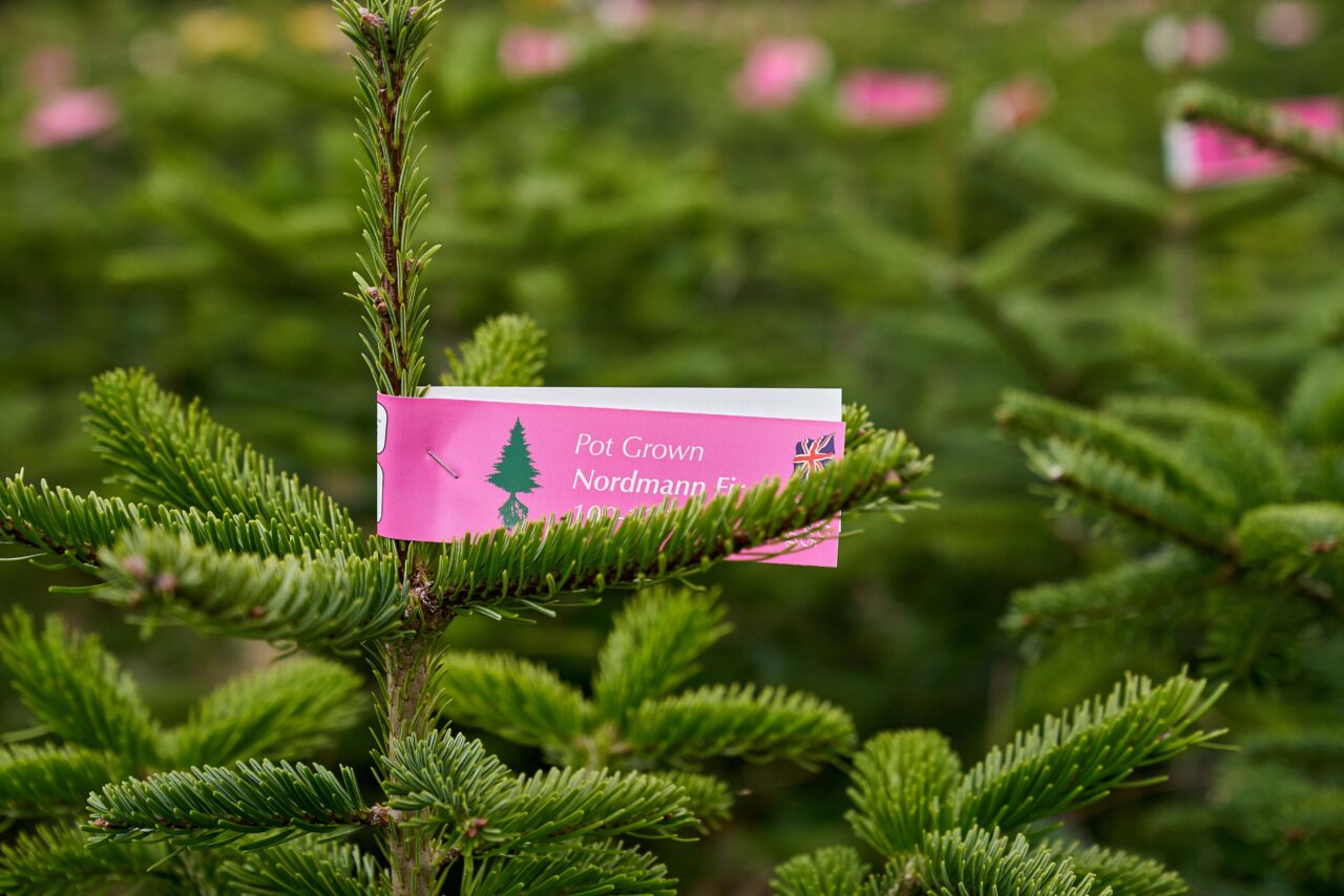 Wholesale christmas trees washington